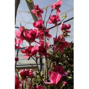 Магнолія «Янс Ред» (Magnolia Ian's Red) С20 170 см